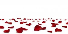 red petals are scattered on the floor in front of a white background with room for text