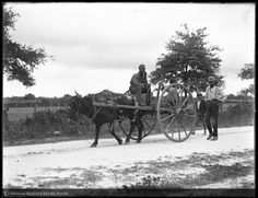 an old black and white photo of a man driving a horse drawn plow