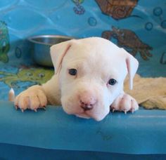 a white puppy sitting on top of a blue chair next to a metal dish bowl