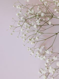 small white flowers against a pink background