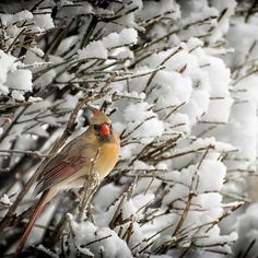 a small bird perched on top of a tree branch covered in snow with red eyes