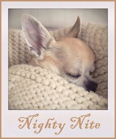 a small dog sleeping on top of a blanket covered in white yarn, with his eyes closed