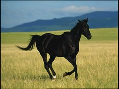 a black horse galloping through a field with mountains in the background