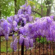 blue flowers growing on the side of a metal fence in front of trees and bushes