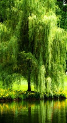 a tree that is next to some water