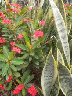 some red flowers and green leaves in a garden