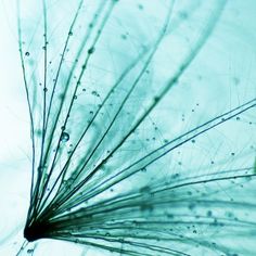 a dandelion with drops of water on it