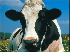 a black and white cow standing on top of a lush green field filled with yellow flowers