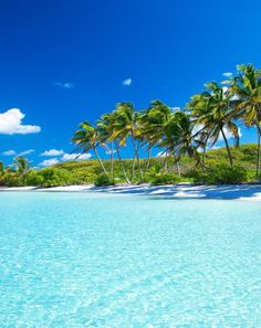 palm trees line the shore of a tropical island with clear blue water and white sand