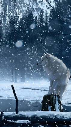 a white wolf standing on top of a tree stump in the snow next to a forest