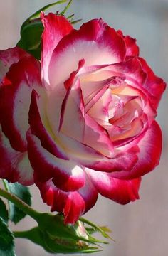 a red and white rose with green leaves