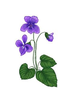 purple flowers with green leaves are shown on a white background, and the image is drawn in