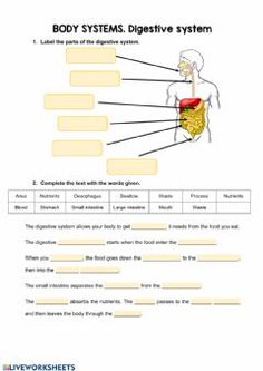 GCSE Biology: Digestion Topic Resource Pack UPDATED | Teaching ...