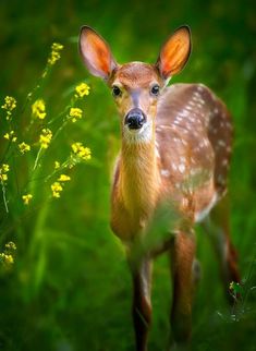 a young deer is standing in the grass