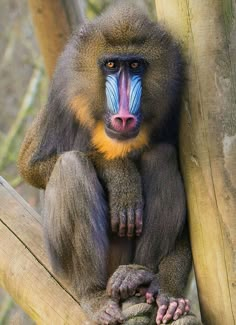 a close up of a monkey on a tree branch with blue and yellow stripes painted on it's face