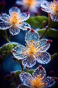 dew covered flowers with green leaves in the background