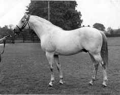 black and white photograph of a horse standing in the middle of a field with trees behind it