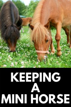 two horses grazing on grass with the words keeping a mini horse