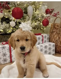 a puppy sitting in front of presents under a christmas tree