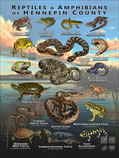 an image of reptiles and amphians of the southern united states poster