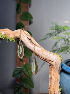 Handmade botanical earrings with real preserved ferns!  gold plated stainless steel hardware and lightweight (perfect for sensitive ears!) Fern Earrings, Botanical Earrings, Sensitive Ears, Fern, Earrings Handmade, Jewelry Earrings Dangle, Dangle Drop Earrings, Dangle Earrings, Jewelry Earrings