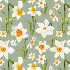 watercolor painting of white and yellow daffodils with green stems on a blue background