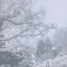 snow covered trees and bushes on a snowy day