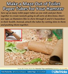 an article about how to make a maze out of toilet paper tubes for your hamster