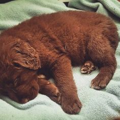 a brown dog laying on top of a blue blanket