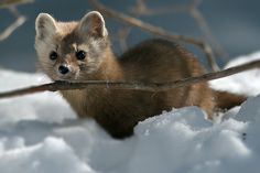 a small brown animal standing on top of snow covered ground next to a tree branch