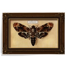 a moth is mounted in a frame with a tag on it's back side