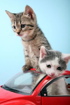 two kittens sitting on top of a red car and one is looking at the camera