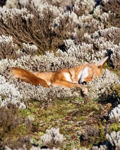 an orange and white animal laying on top of a grass covered field next to bushes