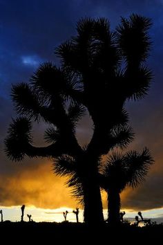 the silhouette of a joshua tree against a cloudy sky