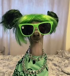 a dog with green hair and sunglasses on it's head