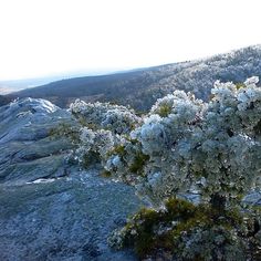 a tree covered in snow on top of a mountain