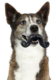 a dog with a fake moustache on it's face