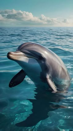 a dolphin is swimming in the water