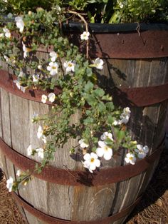 white flowers growing out of the top of a wooden barrel