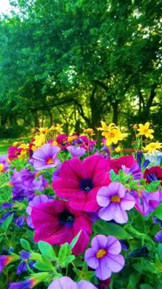 colorful flowers are growing in the grass near trees