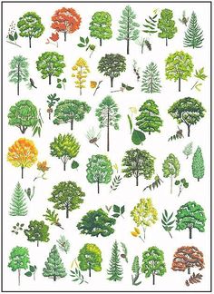 an illustration of different types of trees