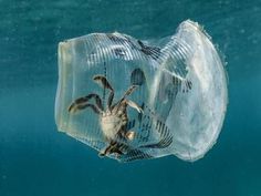 a crab in a plastic bottle floating on the water