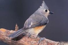 a small bird sitting on top of a tree branch