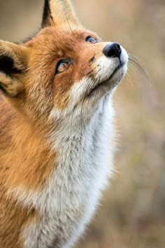 a red fox looking up into the sky