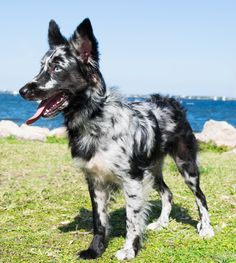 a black and white dog standing on top of a lush green field next to the ocean