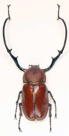 a beetle with long horns on it's back