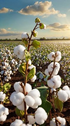 cotton plants in a field with the sun behind them