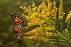 a monarch butterfly resting on a yellow flower