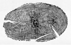 the cross section of a tree is shown in black and white