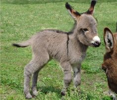 two baby donkeys are standing in the grass and one is looking at the camera